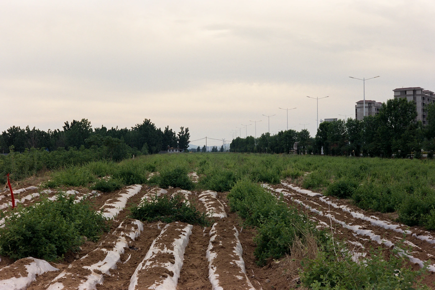 山东 II / Shandong II photograph 026